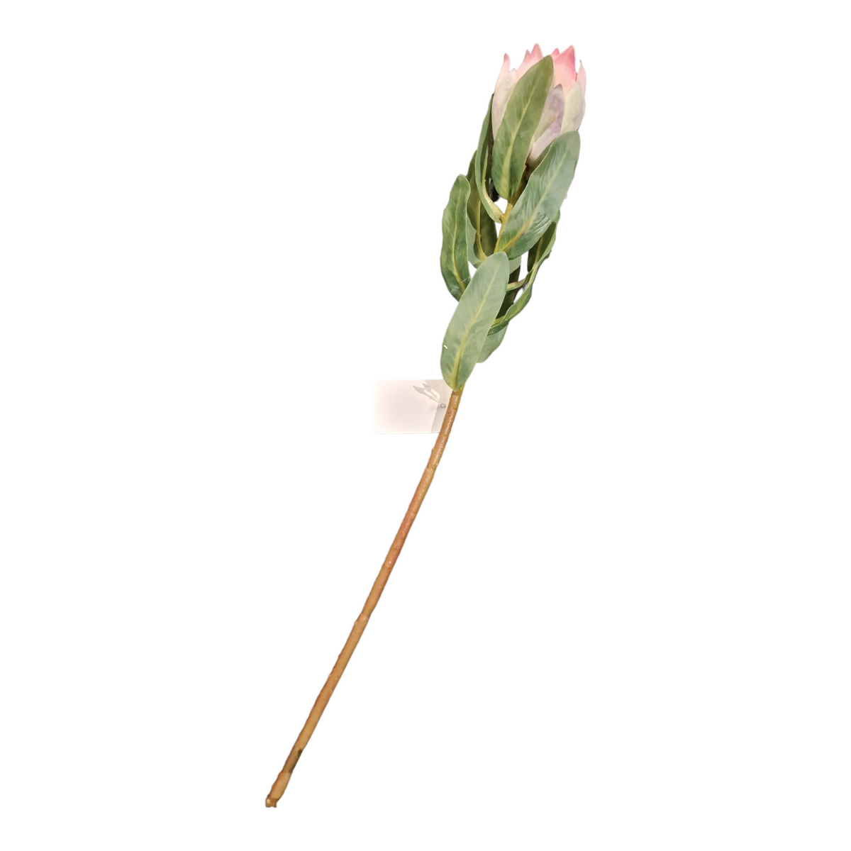 Pink King Protea i plast