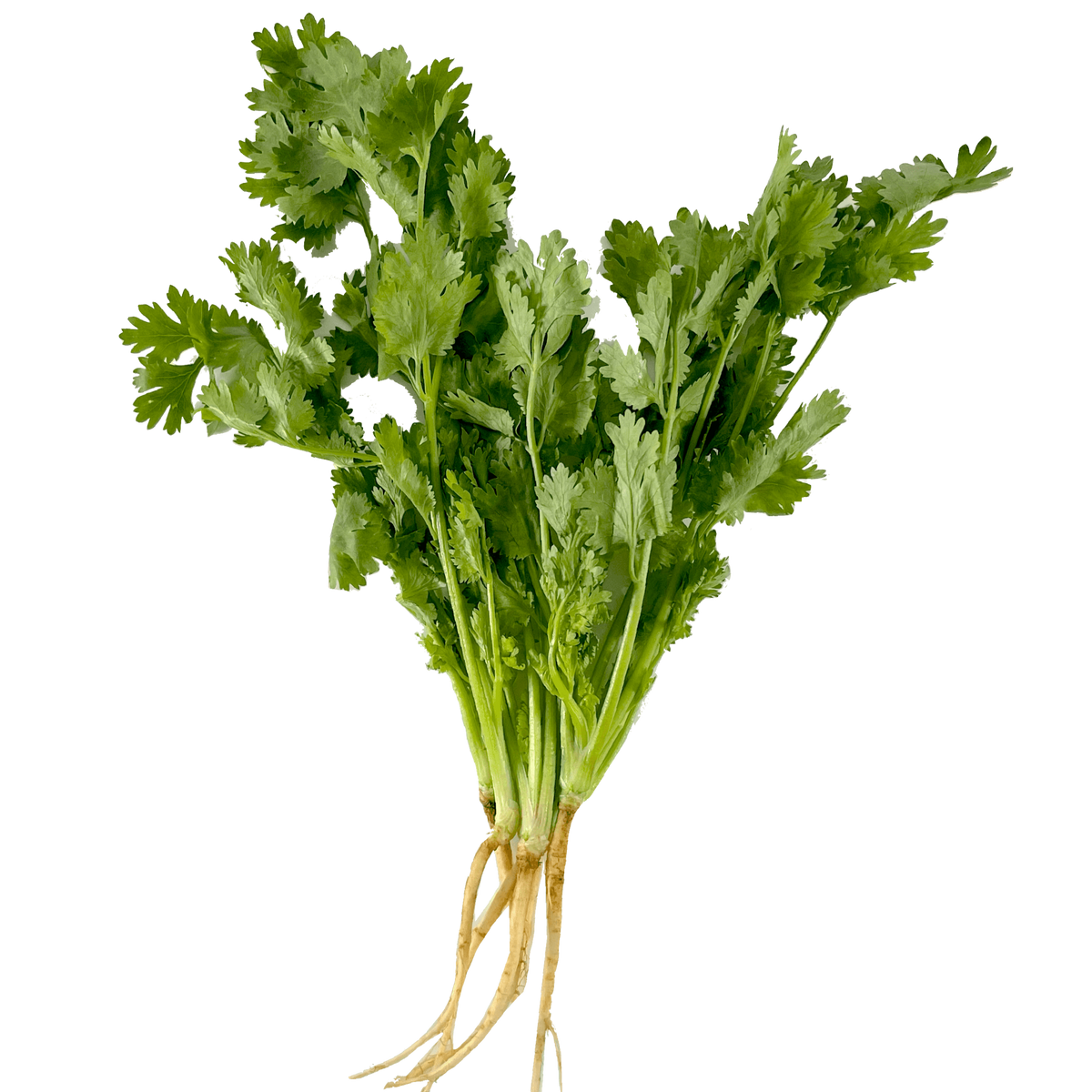 Färsk Thai Koriander 100g
